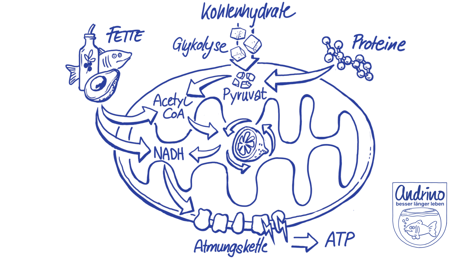 Die Wege der Energiegewinnung im Mitochondrium