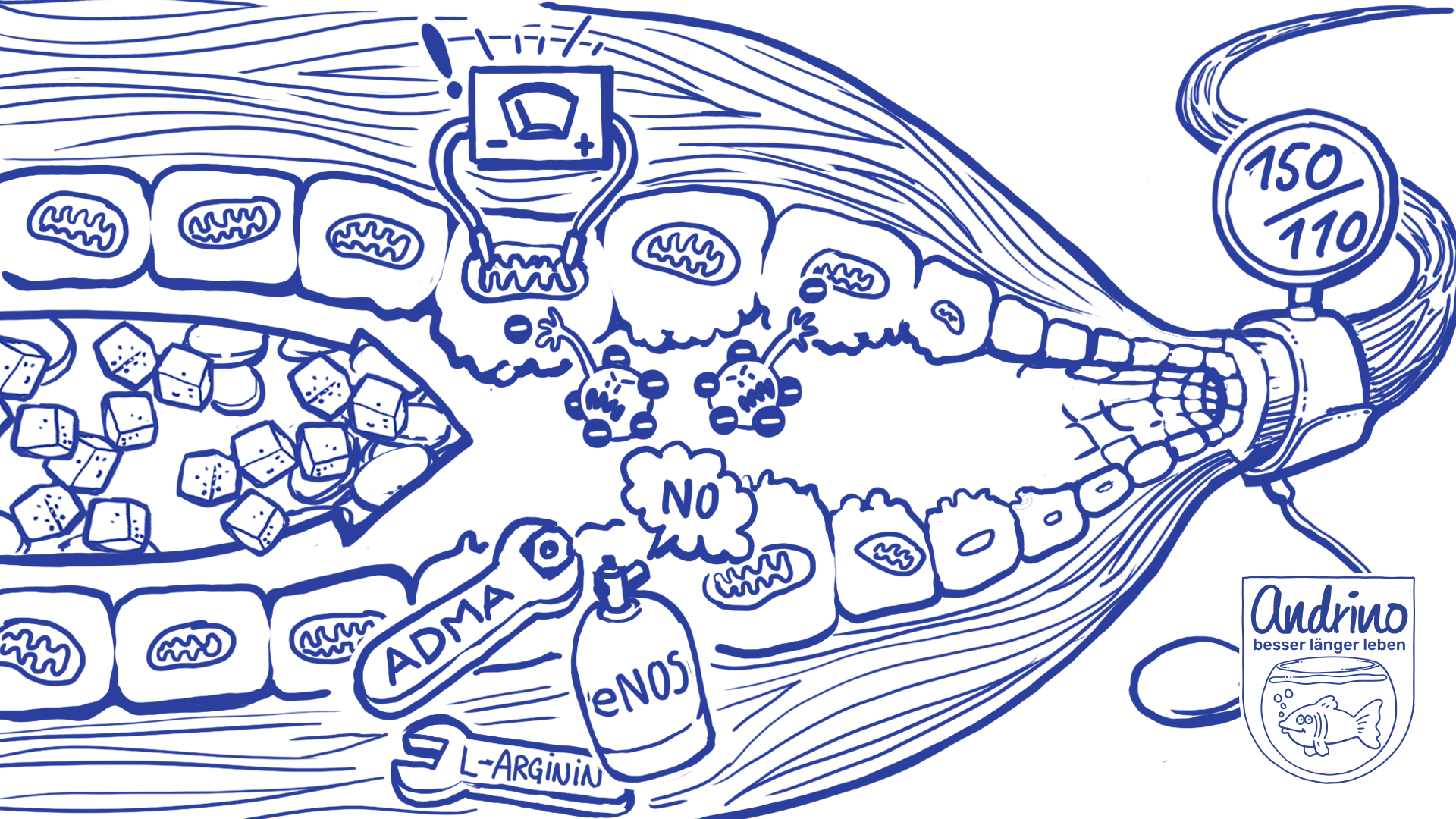 Die Entkopplung der endothelialen Synthase (eNOS) und der massive oxidative Stress an der Gefäßwand