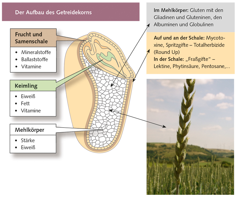 Der Aufbau des Getreidekorns