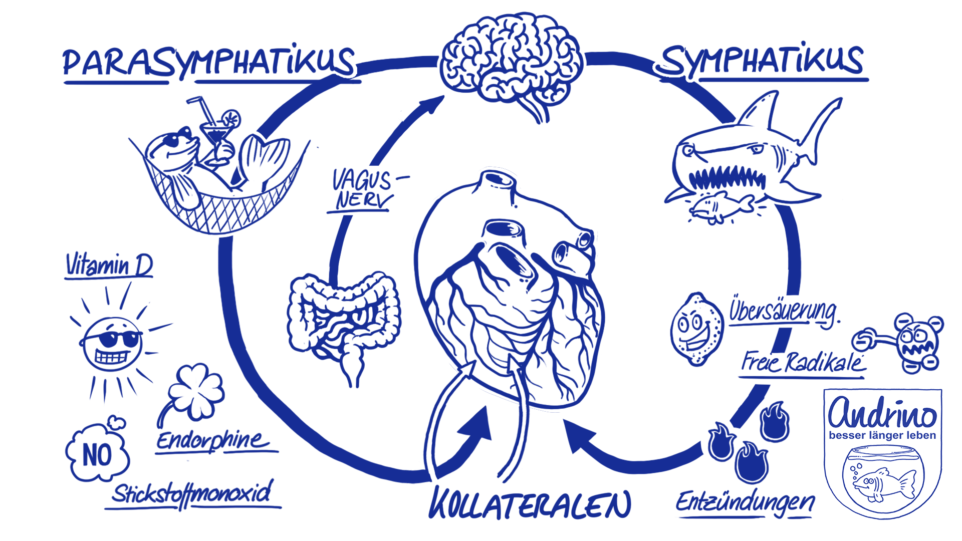 Steuerung des Herzens durch das vegetative Nervensystem