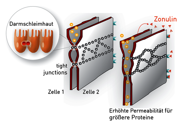 Biomarker Zonulin