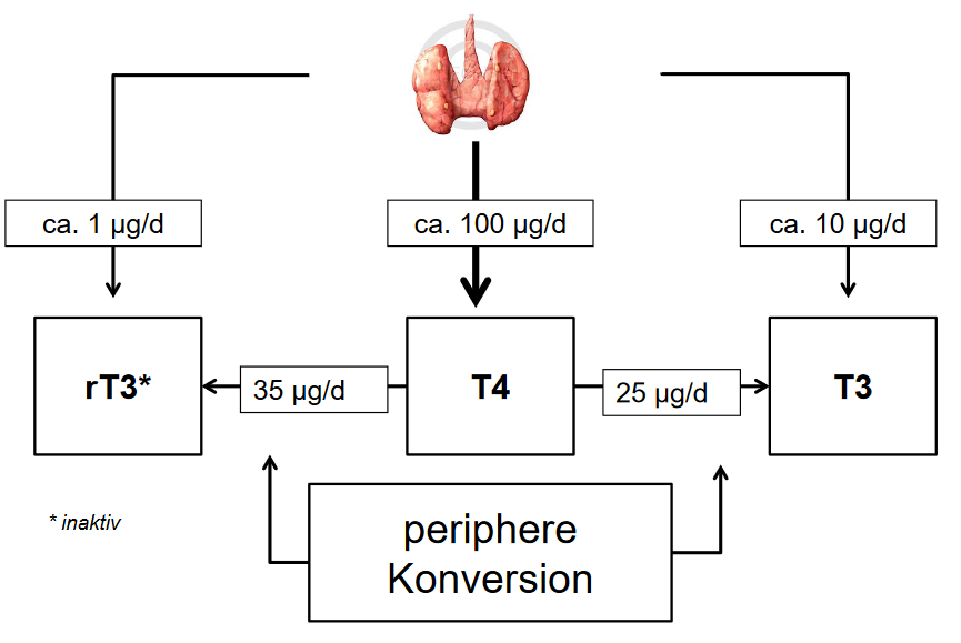 Bildung der Schilddrüsenhormone