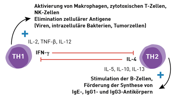 Funktion TH1-TH2-Helferzellen